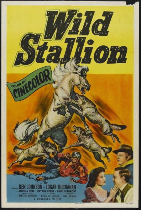 Wild Stallion